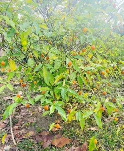 Ibogaine Root Bark for Sale