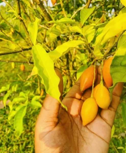 ibogaine HCL for sale