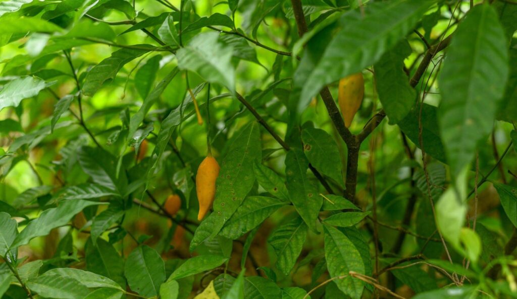 noribogaine treatment​