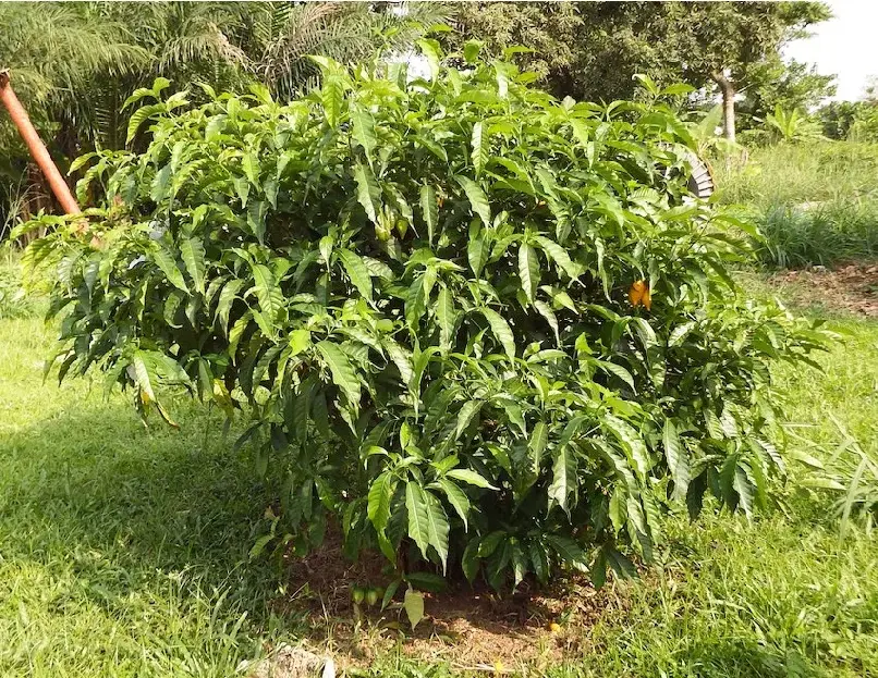 Noribogaine